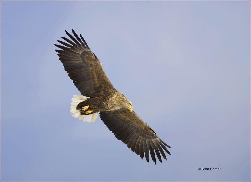 White-tailed Eagle;White-tailed Sea Eagle;Sea Eagle;Haliaeetus albicilla;Japan;behavior;look;looking;watchful;surveying;Birds of Prey;curved beak;hunter;hunters;raptor;raptors;talon;talons;predator;predators;raptorial;Flying bird;action;aloft;flight;fly;flying;soar;wing;winged;wings;one animal;Color Image;Photography;Birds;Animals in the Wild;Flight;Action;Active;in flight;motion;movement;soaring;Pack Ice;Sea of Okhotsk;Eagle;White tailed Eagle;close-up;color image;nobody;photography;day;birds;animals in the wild;Curved Beak;Hunter;Hunters;Predator;Predatory;Talon;Talons;Raptor;Raptors;One animal;Close-up;Color image;Outdoors;Wildlife;Animals in the wild;active;outdoors;Close up;close up;White tailed Sea Eagle;outdoors. Wildlife;flying bird;avifauna;feathered;feathers;wilderness;perch;perching;watch;Jungle Crow;One;bird;feather;outside;untamed;wild;color;color photograph;daytime;watching;Portrait
